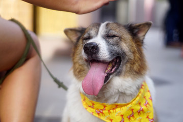 Old happy dog wearing yellow bandana - Powered by Adobe
