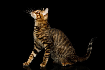 Toyger Cat Sitting on isolated Black Background, side view