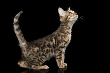 Naklejka na ściany i meble Bengal Kitten on isolated Black Background with reflection, Side view