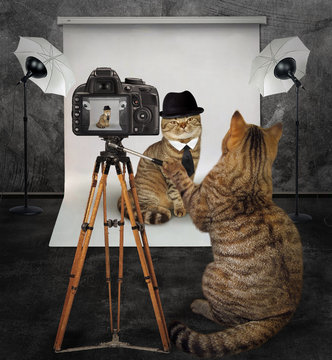 The cat photographer takes pictures of  his client in photo studio.