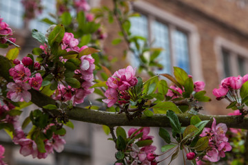 Fototapeta na wymiar Cherry blossom trees at University of Washington