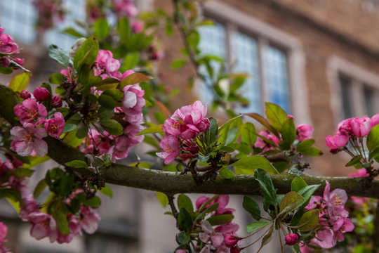 Cherry Blossom Trees At University Of Washington