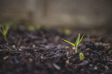 Seedling growth