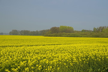 Fototapeta premium pole rzepaku