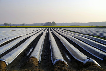pola szparagów © Henryk Niestrój