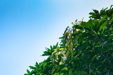 Mango tree bloom under blue sky background
