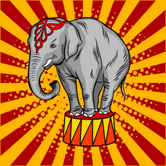 Fototapeta premium Circus elephant on pedestal pop art style vector