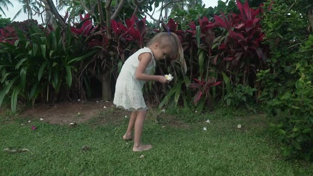 Little girl collects Plumeria flowers in tropical garden stock footage video