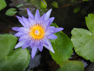 Violet lotus flower. Symbol of  Buddhism.