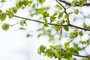 green leaves on the tree on outdoors background