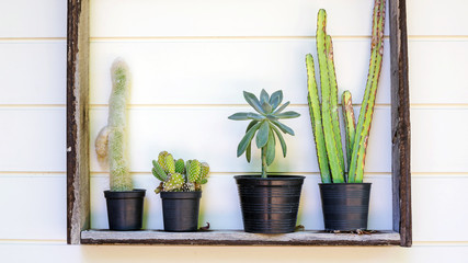 Succulent cactus hangs on the wall.