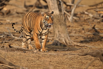 Beautiful and strong tiger male in amazing light/wild animal in the nature habitat/India, big cats, endangered animals, what a look, close up