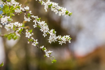 Blossom tree over nature background. Spring flowers. Spring Background
