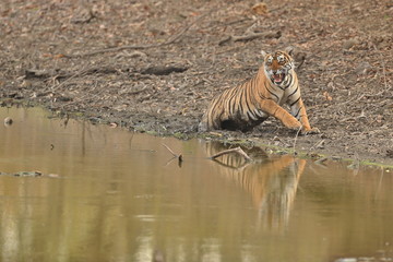Fototapeta na wymiar Tiger in a beautiful nature habitat, Ranthambhore National Park in India, panther tigris tigris, hunter and prey, hunt