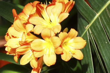 Exotic flower close up