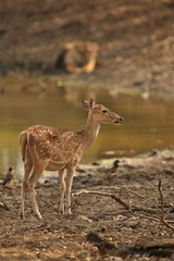 Tiger in a beautiful nature habitat, Ranthambhore National Park in India, panther tigris tigris, hunter and prey, hunt