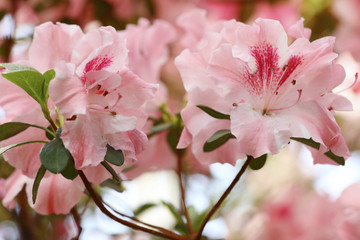 Exotic flower close up