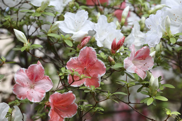 Exotic flower close up