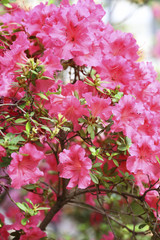 Exotic flower close up