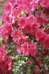 Exotic flower close up