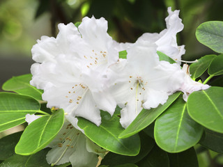Exotic flower close up