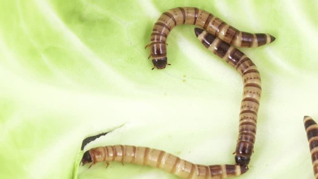 Zofobas larvae on cabbage