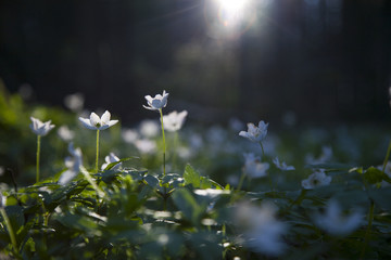 Beautiful wild white flowers in forest on sunny spring day. Close up  - Powered by Adobe