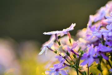 moss phlox, moss pink, mountain phlox in the morning