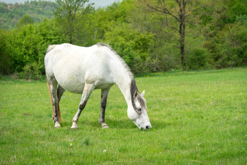 Obraz na płótnie Canvas White horse on a pasture