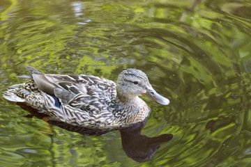 duck