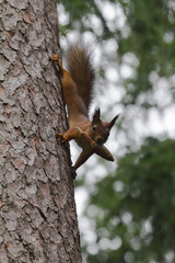 Squirrel