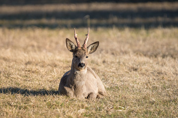 Male roe deer