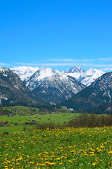 Blumenwiese und Berge mit Schnee in den Alpen