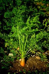 potager - carotte en pleine terre 