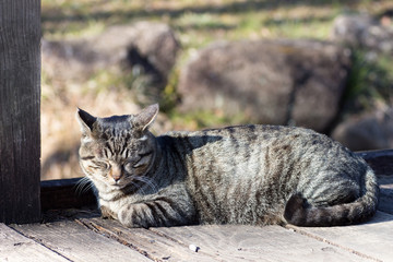 Tabby cat sleeping on a walking wood deck