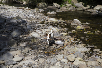 Walking with Kira
