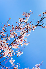 Spring Blooming