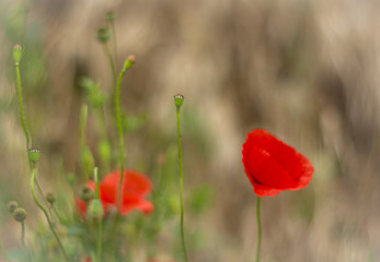 red poppy flower