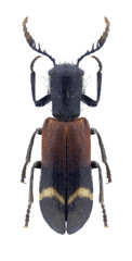 Beetle Tillus pectinicornis on a white background