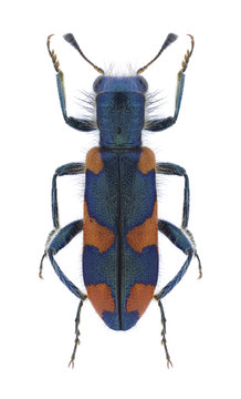 Beetle Trichodes persicus on a white background