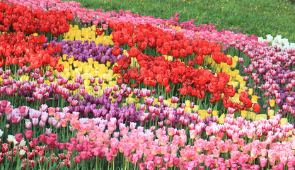 tulips in the garden