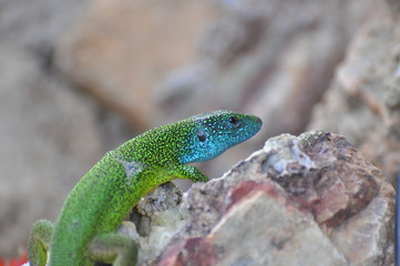 Green european lizard in nature. Green Lizard (Lacerta viridis) in natural habitat
