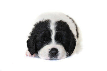 landseer puppy dog pure breed