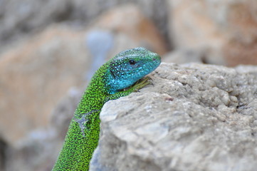 Green european lizard in nature. Green Lizard (Lacerta viridis) in natural habitat

