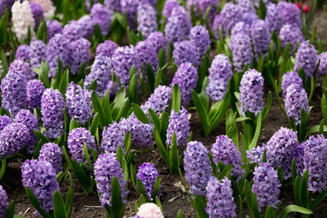 Obraz premium Flowers and flower beds in the city park in the spring