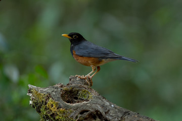 Black-breasted Thrush