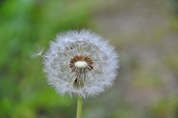 Dandelion with seeds blowing away in the wind. Dandelion seeds in nature on green background