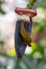 Streaked Spiderhunter
