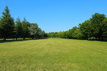 Green meadow surrounded by trees under a clear blue sky