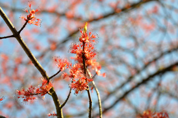 Frühling, Knospe. Blüten, rot, Ahorn, blauer Himmel